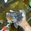 A Grade Kirin Oranda Male 6 inches #080125OR_09