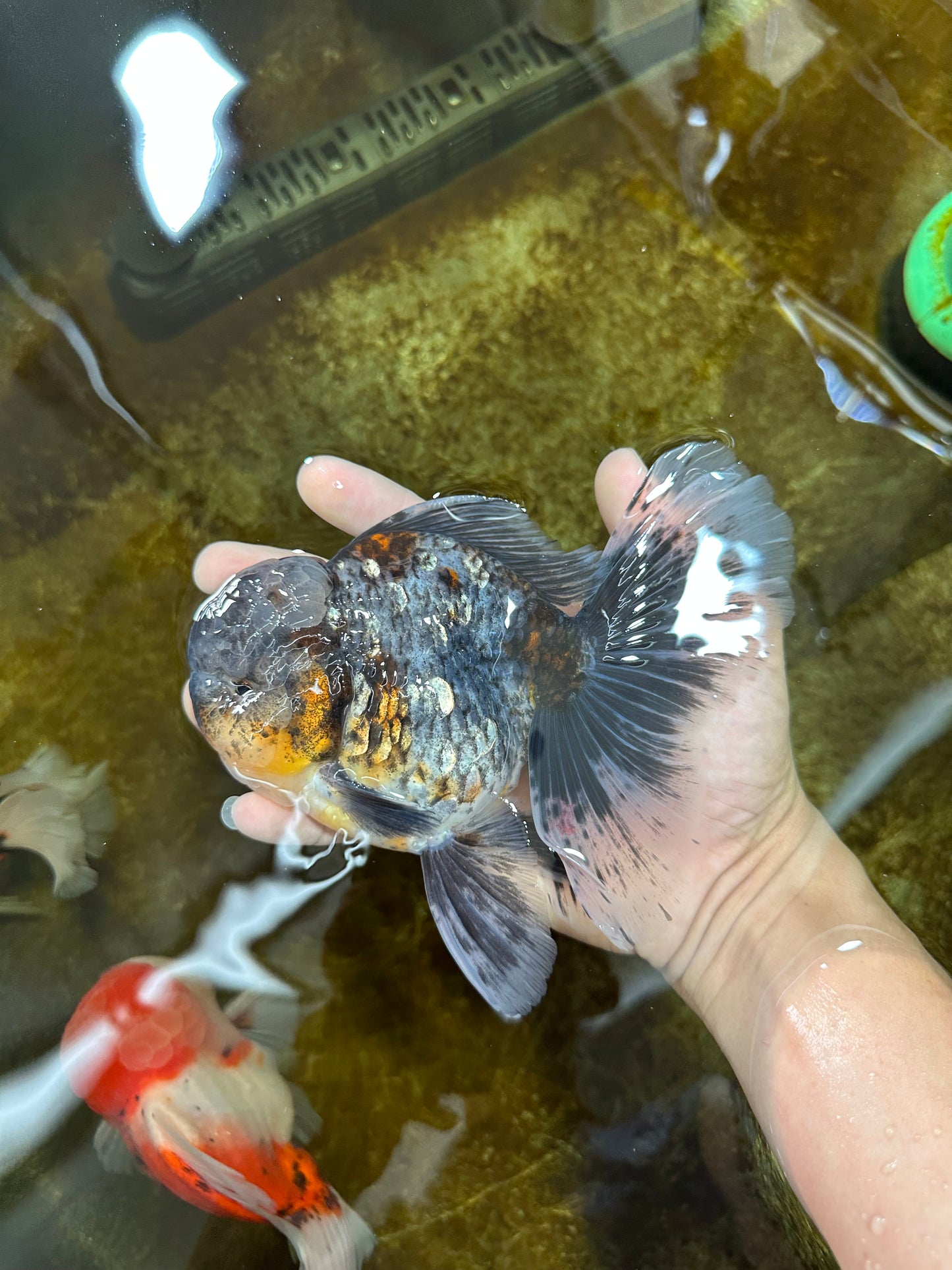 A Grade Kirin Oranda Male 6 inches #080125OR_09