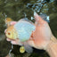 A Grade Lipsticks Red White Oranda Male 6 inches #101626OR_04