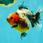 UNIQUE A Grade Calico Oranda Female 5.5 inches #073126OR_21