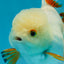 A Grade Orange White Oranda Male 5 inches #060625OR_16