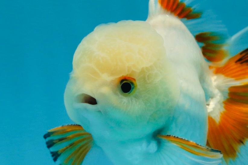 A Grade Orange White Oranda Male 5 inches #060625OR_16