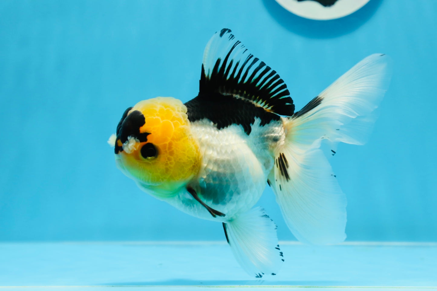 Panda oranda hembra de 5 pulgadas con pompones y ojos de botón de grado AAA n.° 0906OR_25