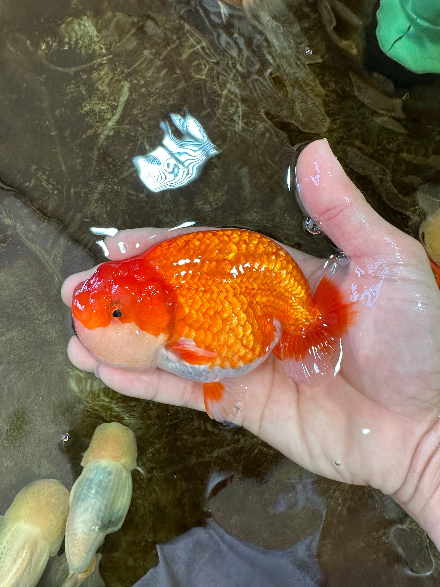 A Grade Red White LionKing 4.5 inches #070425LC_08