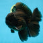 CHONKY AAA Grade Godzilla Black Oranda Male 6  inches #082225OR_13