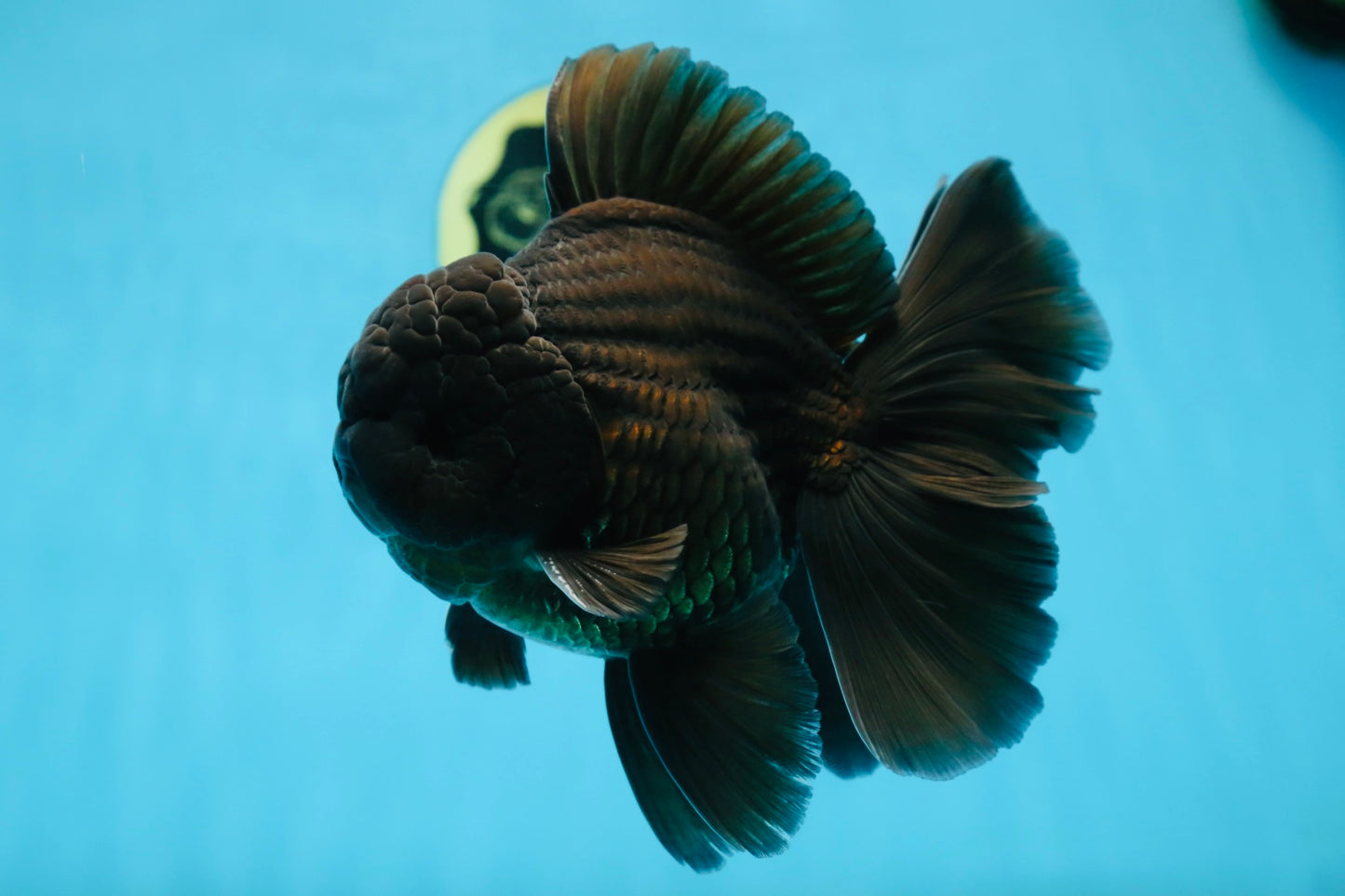 CHONKY AAA Grade Godzilla Black Oranda Male 6  inches #082225OR_13