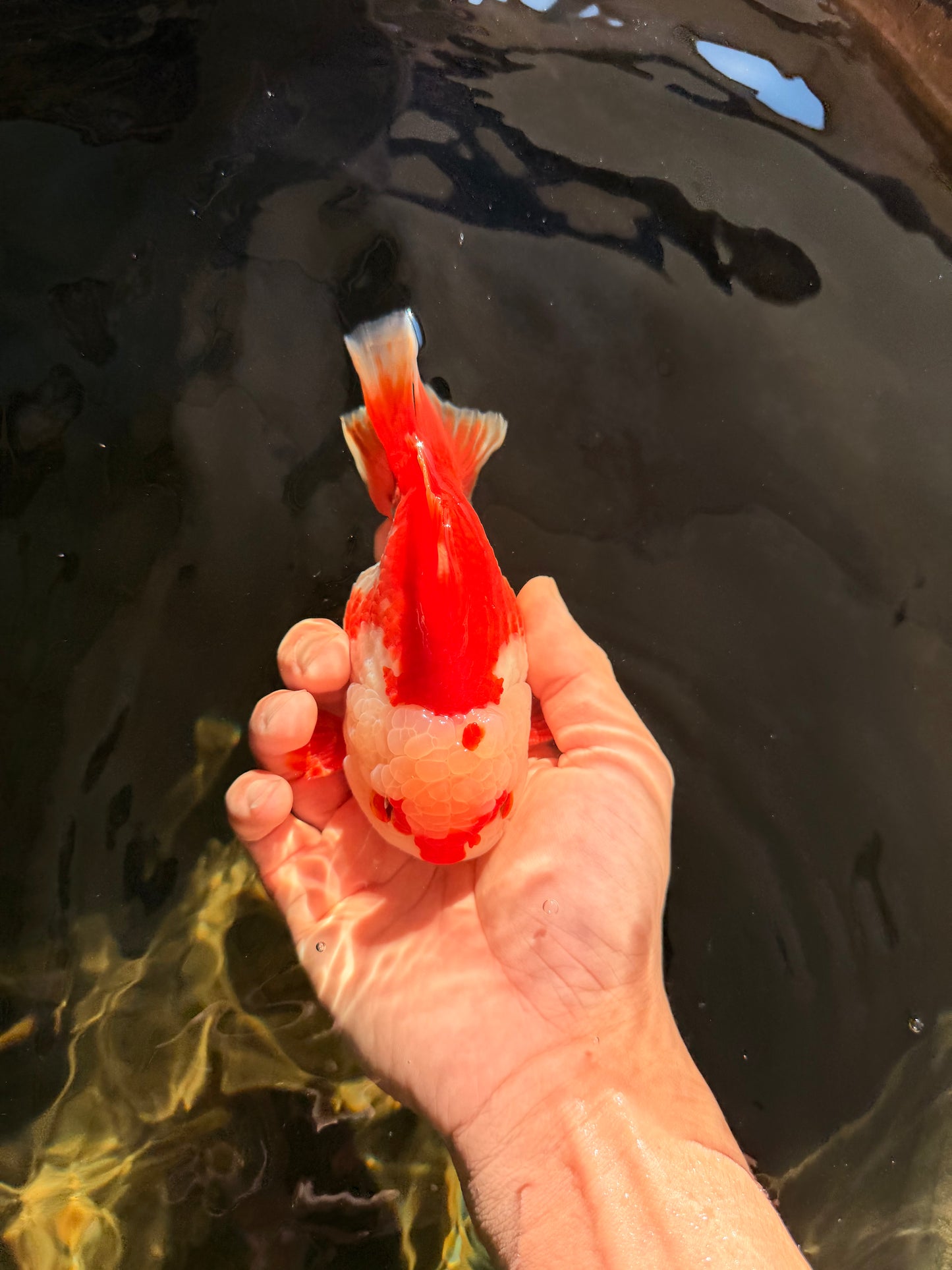SUPER CUTE A Grade Red White Yuanbao Male 5-5.5 inches #041726YB_16