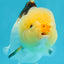A Grade Lemonhead Tricolor Piggy Yuanbao Female 4-4.5 inches #1117YB_08