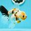 Oranda hembra de calidad A, única, de 4,5 pulgadas, n.º 0607OR_10