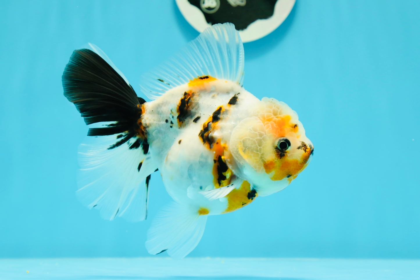 A Grade Unique Calico Oranda Female 4.5 inches #0607OR_10