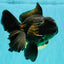 GODZILLA AAA Grade Black Oranda Male 6 inches #100926OR_24