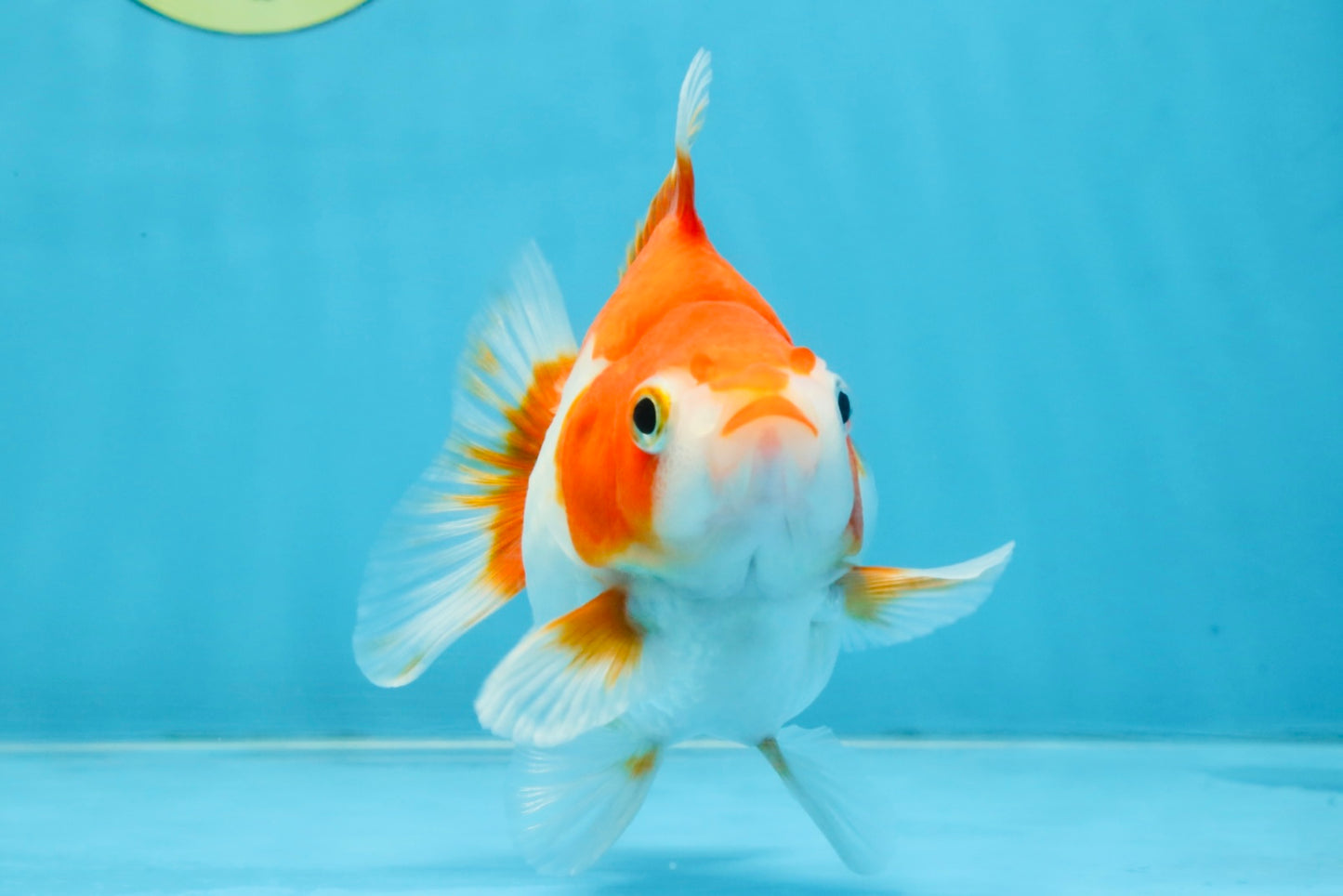 A Grade Red White Ryukin Female 4.5 inches #111425RK_09