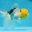 A Grade Lemonhead Oranda Male 5 inches #0830OR_22