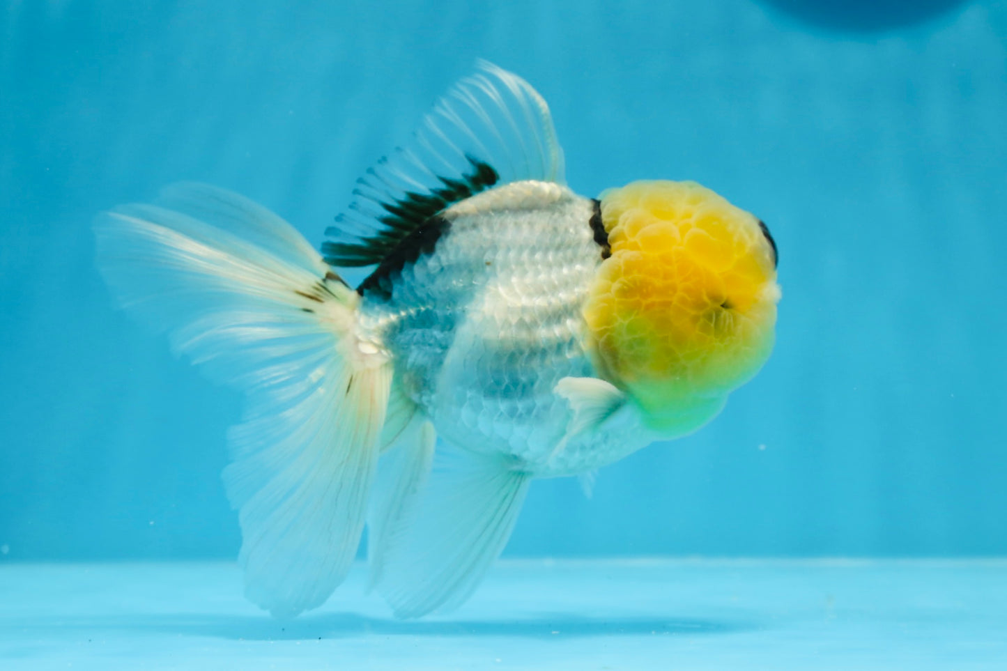 A Grade Lemonhead Oranda Male 5 inches #0830OR_22