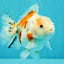 Calico Yuanbao Male 5.5 inches #051526YB_05