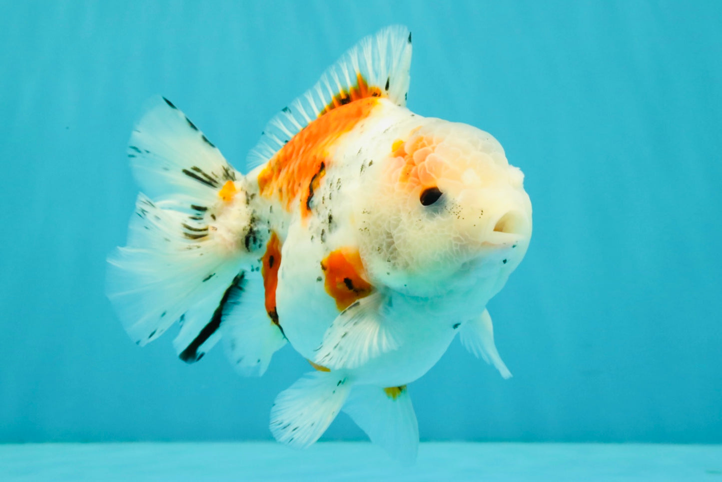 Calico Yuanbao Male 5.5 inches #051526YB_05