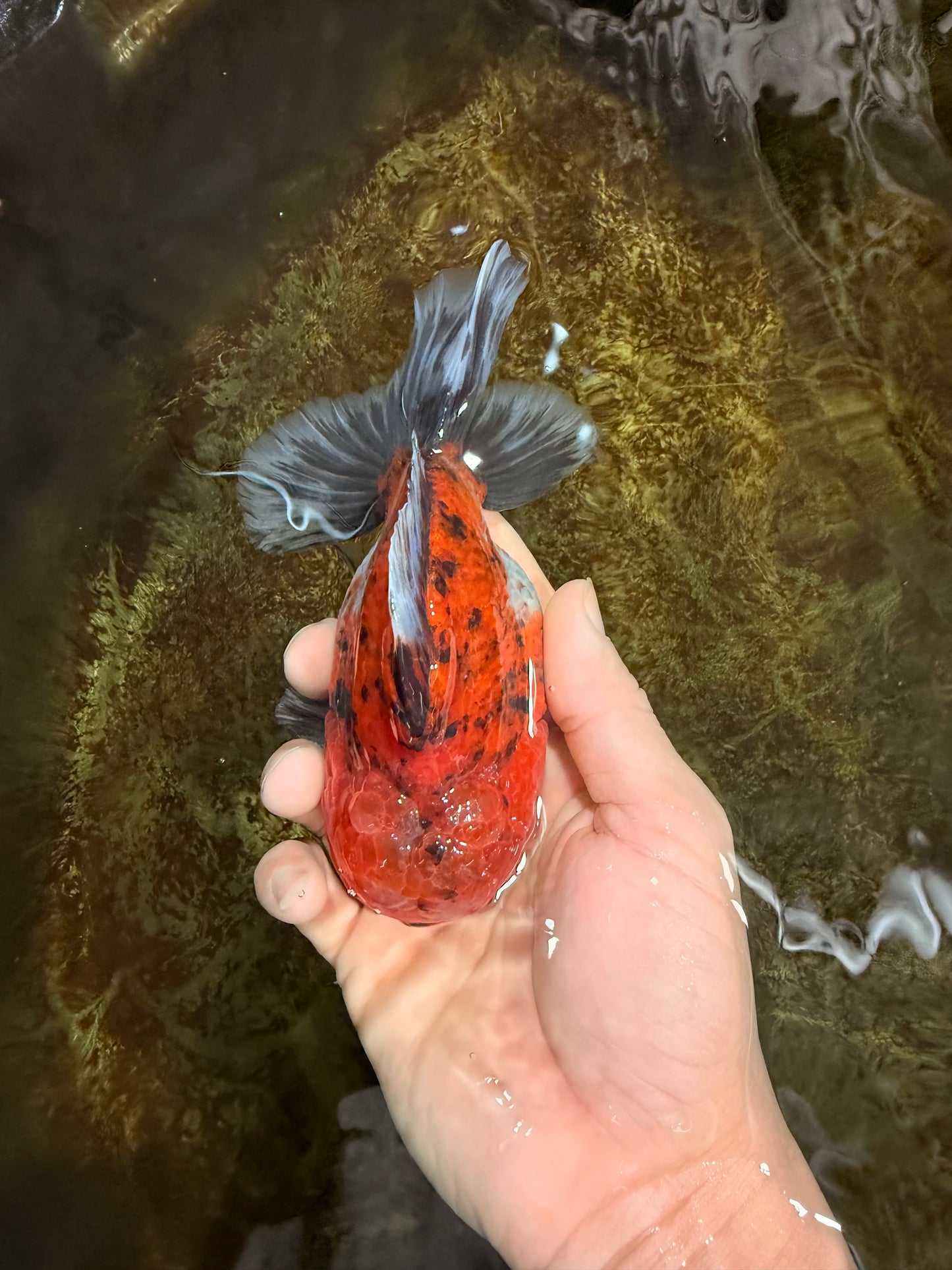 SPECIAL ROSE TAIL A Grade Calico Oranda Male 5.5 inches #120525OR_01