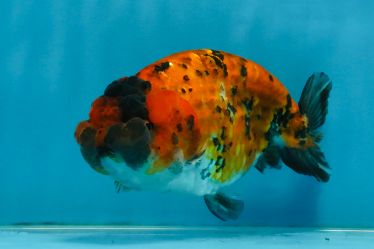 Tiger LionChu Female 5 inches #112825LC_14