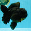 BULLDOG A Grade Godzilla Black Oranda 6.5 inches #022726OR_13
