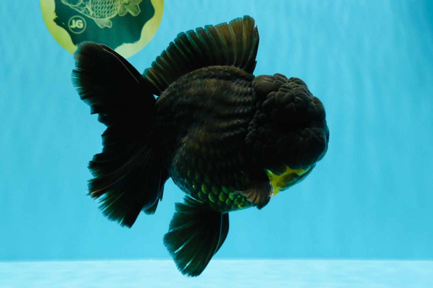 BULLDOG A Grade Godzilla Black Oranda 6.5 inches #022726OR_13