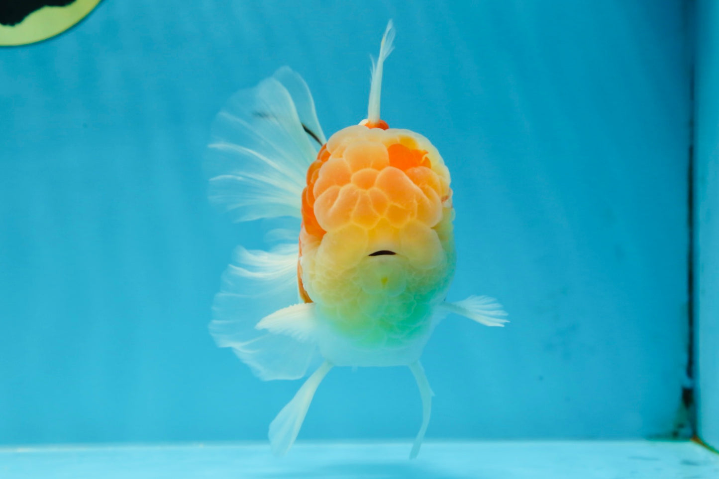 A Grade Sakura Oranda Male 4.5-5 inches #053025OR_28