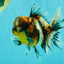 AAA Grade Calico Oranda Male 5 inches #070626OR_06