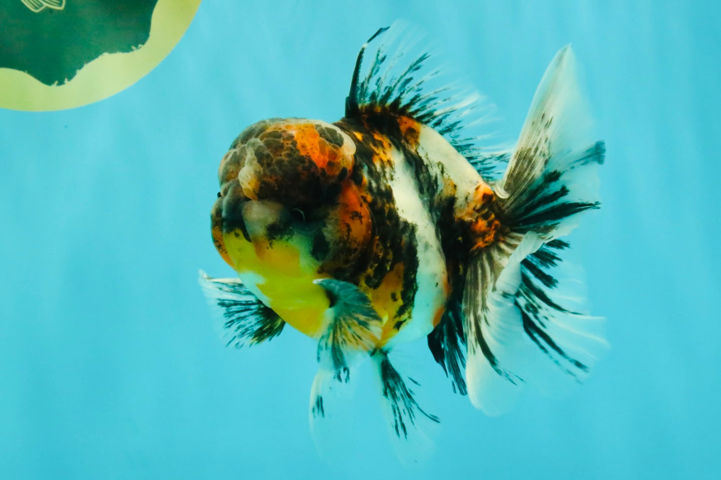 AAA Grade Calico Oranda Male 5 inches #070626OR_06