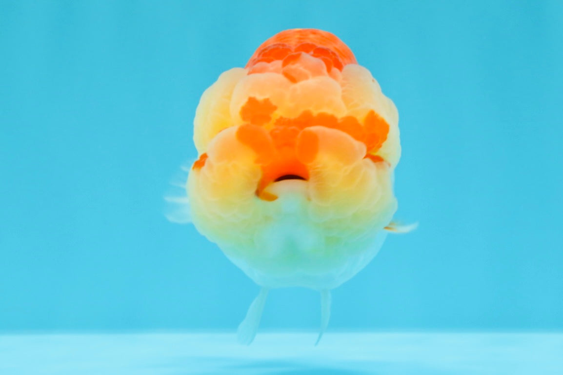 FLUFFY WEN AAA Grade Red White LionQueen 4-4.5 inches #022026LC_14