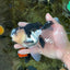 CHUBBY CHEEK Panda Oranda Male 5.5 inches #080125OR_19