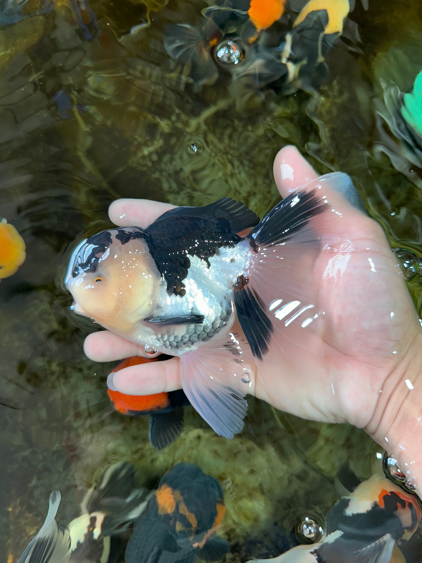 CHUBBY CHEEK Panda Oranda Male 5.5 inches #080125OR_19