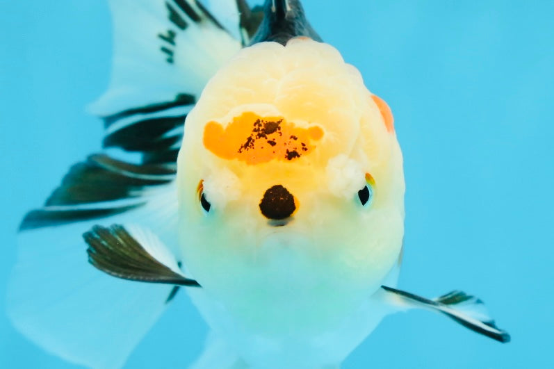 A Grade Button Nose Tricolor Oranda Female 5 inches #020725OR_19