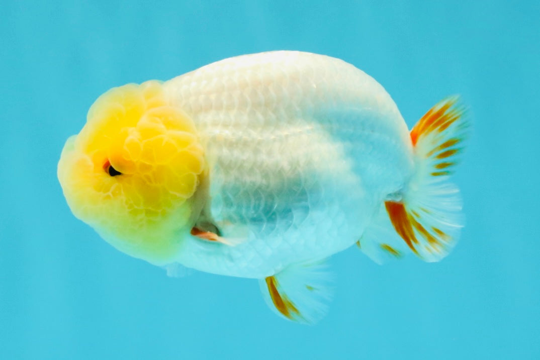 CHICKIE AAA Grade Red White Lipstick LionKing 4-4.5 inches #031326LC_11