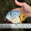 CHUBBY AAA Grade White Marble Blue Base Ranchu Male 5.5-6 inches #100226RC_28
