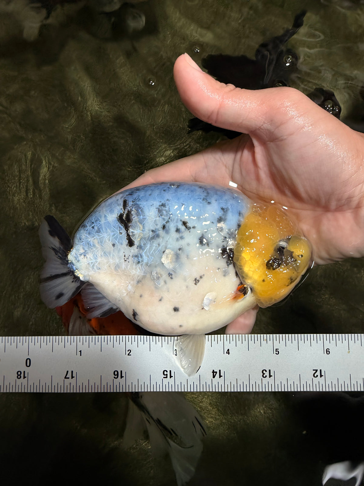 CHUBBY AAA Grade White Marble Blue Base Ranchu Male 5.5-6 inches #100226RC_28