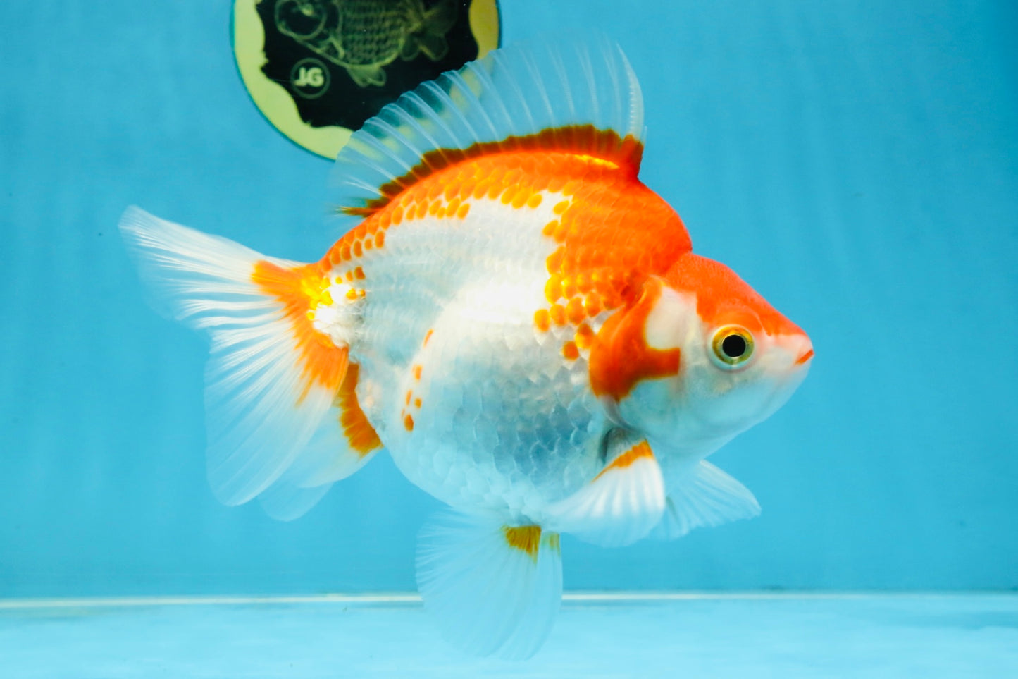 A Grade Red White Ryukin Female 5.5-6 inches #111425RK_06