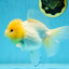 A Grade CLOUDY White Oranda Female 6 inches #062025OR_23
