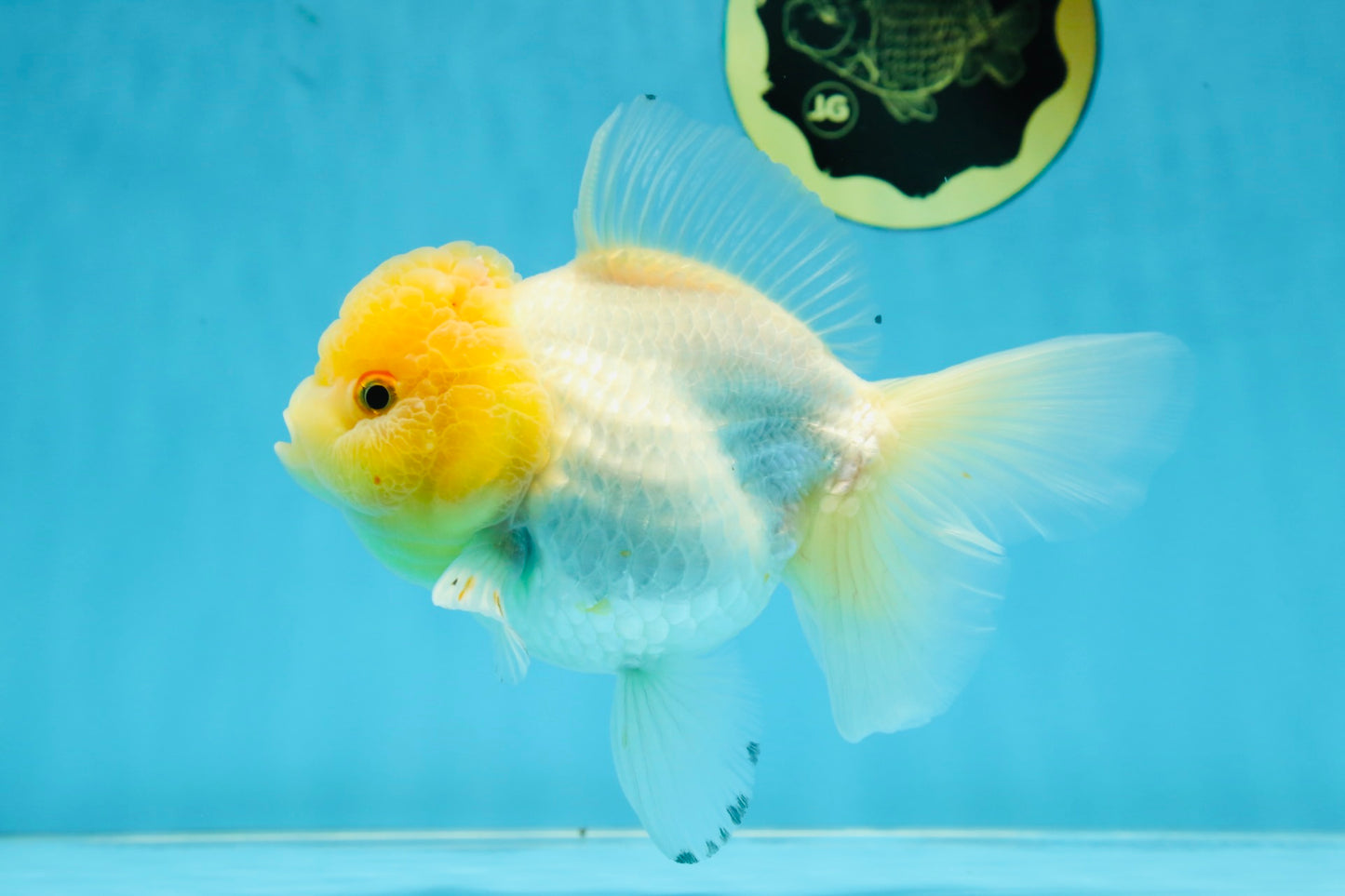 A Grade CLOUDY White Oranda Female 6 inches #062025OR_23