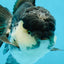 A Grade Panda Oranda Male 5-5.5 inches #050925OR_41