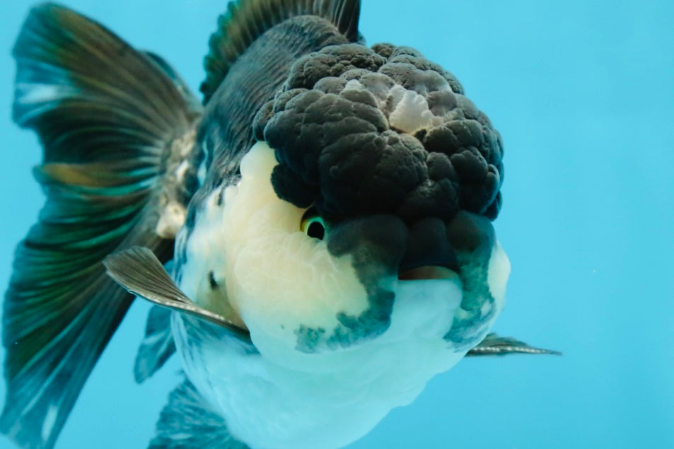 A Grade Panda Oranda Male 5-5.5 inches #050925OR_41