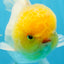 A Grade LIPSTICK Lemonhead Oranda Male 5-5.5  inches #082225OR_17