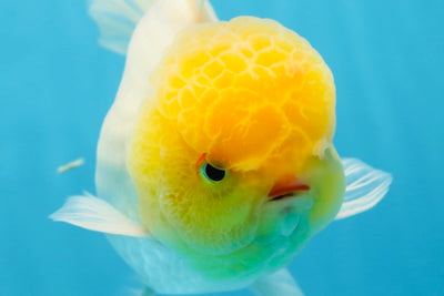 A Grade LIPSTICK Lemonhead Oranda Male 5-5.5  inches #082225OR_17