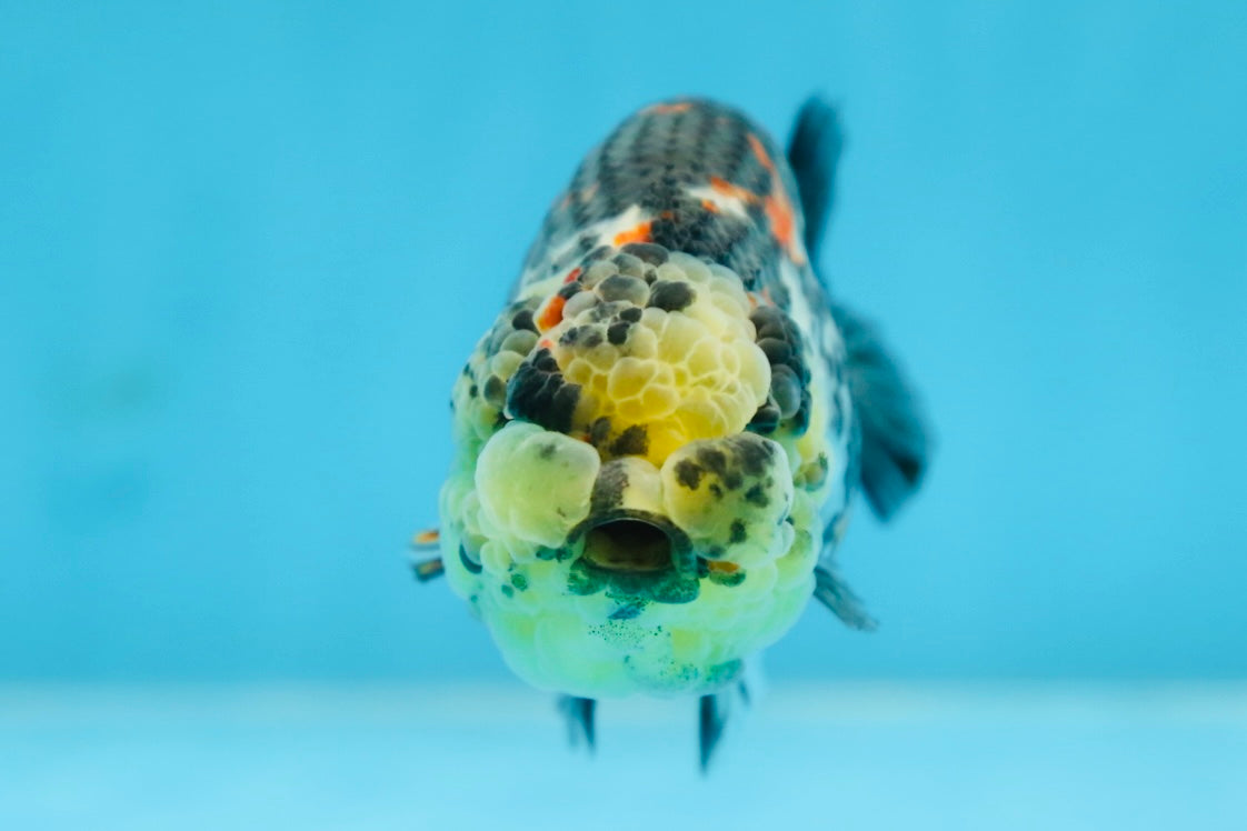 SUPER CUTE Tricolor Tiger Lionchu Female 3.5 inches #090525LC_04