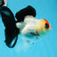 A Grade Tricolor Angry Bird Oranda Female 4.5-5 inches #0726OR_17