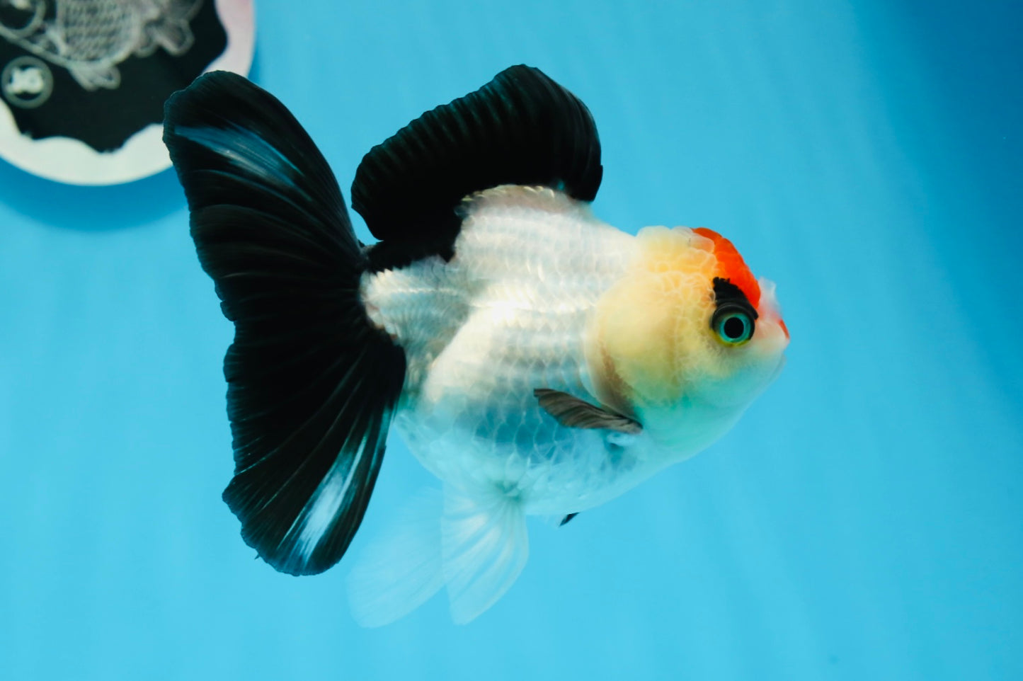 A Grade Tricolor Angry Bird Oranda Female 4.5-5 inches #0726OR_17