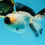 A Grade Panda Oranda Male 5.5-6 inches #053025OR_15