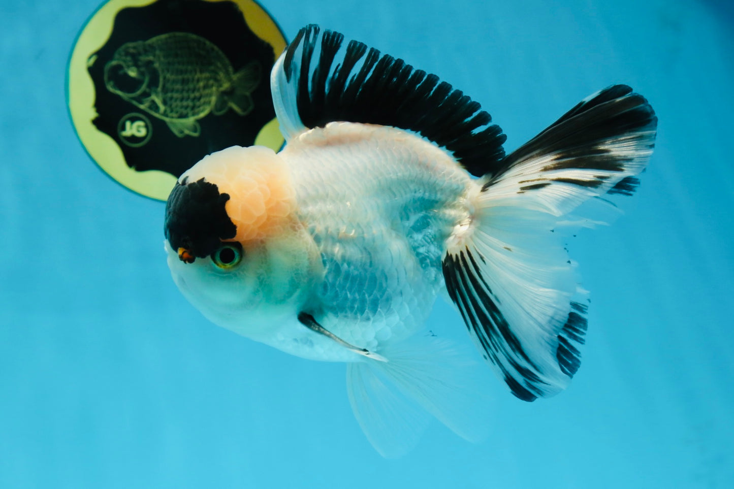 A Grade Panda Oranda Male 5.5-6 inches #053025OR_15