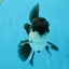 A Grade Young Panda Button W Oranda Male 4.5-5 inches #061325_06
