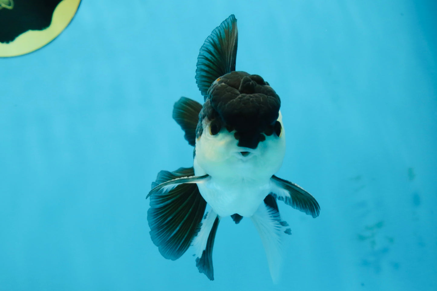 A Grade Young Panda Button W Oranda Male 4.5-5 inches #061325_06