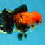A Grade Pompom Tricolor Yuanbao Male 4.5 inches #052325YB_29