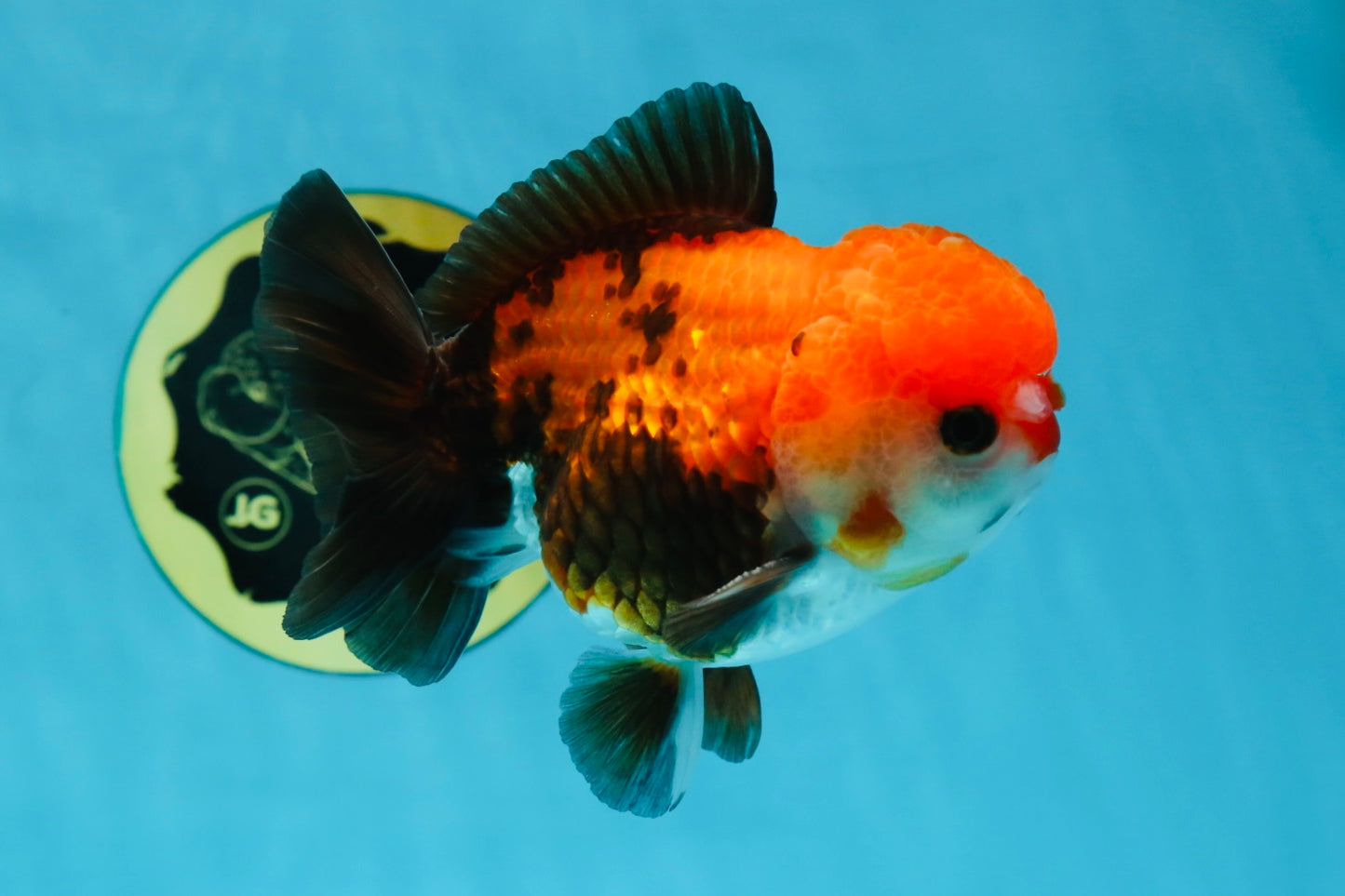 A Grade Pompom Tricolor Yuanbao Male 4.5 inches #052325YB_29